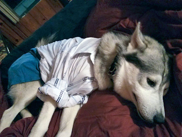 This Is What Happens When I Leave My Little Sister With My Dog. Shit Gets Ruff. Time To Lay Down The Paw