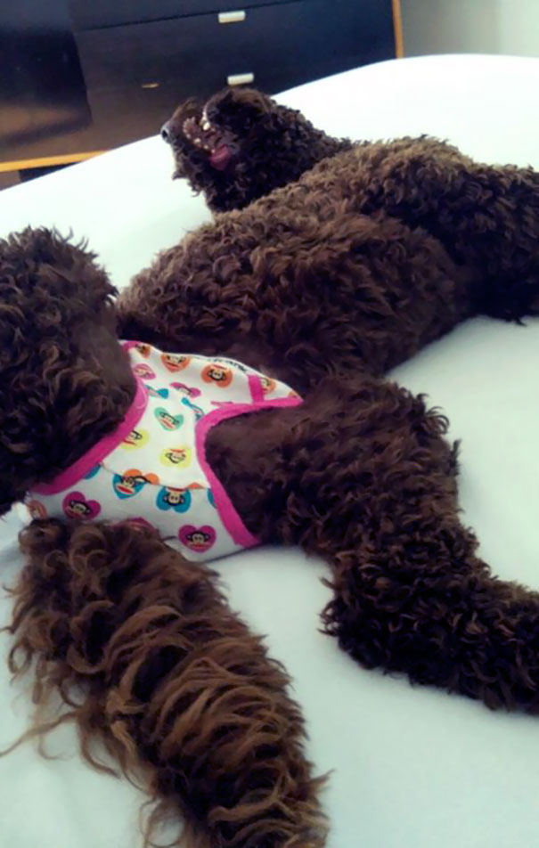 My Little Sister Decided My Dog Needs Some Underwear