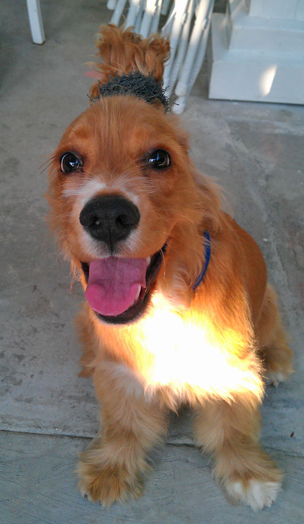 My Little Sister Came Back With My Dog Like This