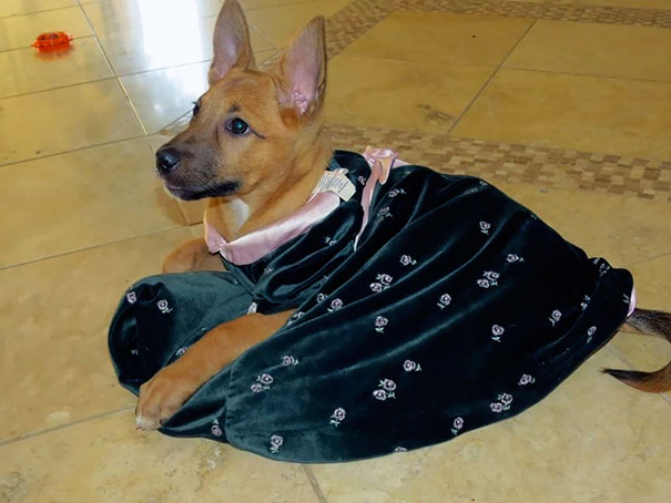 When I Leave The Dog Alone With My Little Sister