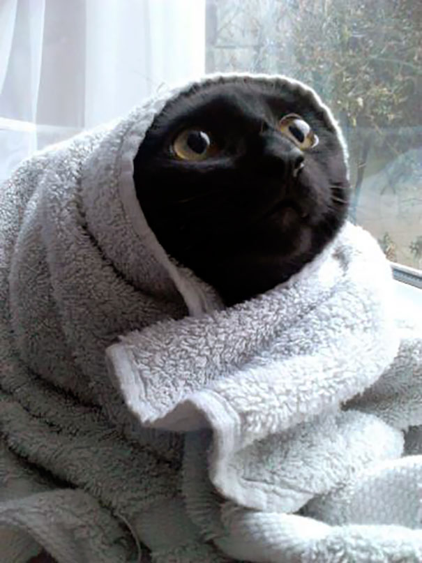 My Little Sister Did This To The Cat