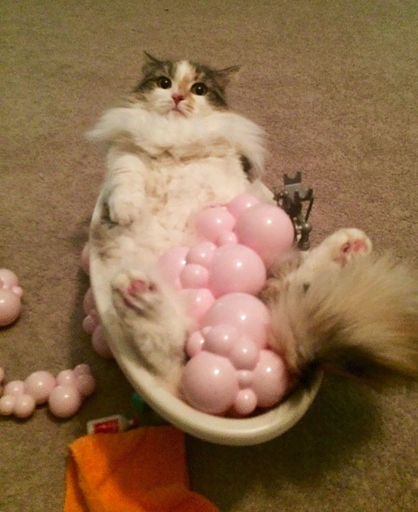 My Daughter Thought Kitty Needed To Soak The Floof