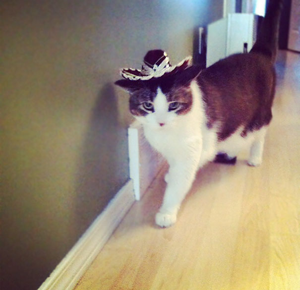 A Friend Who Was Looking After My Cat Sent Me This Photo His Daughter Took