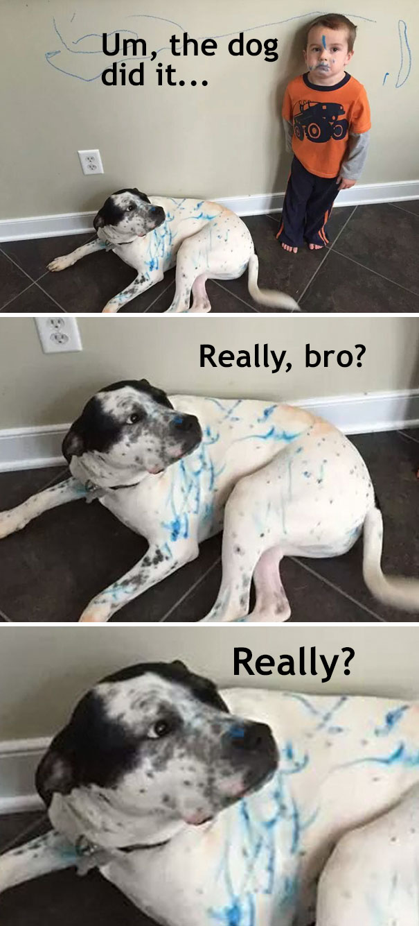 I Didn't Do It. It Was The Dog