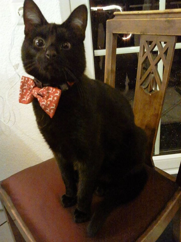 I Left My Cat Alone With My Daughter