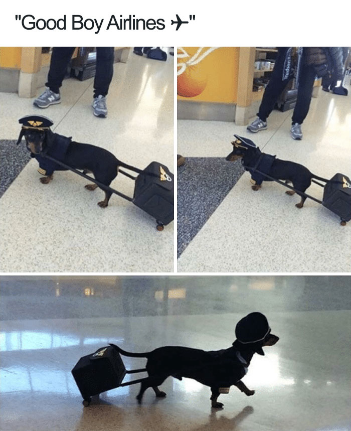 Dog dressed as a pilot pulling a suitcase, creating a happy animal meme at the airport.