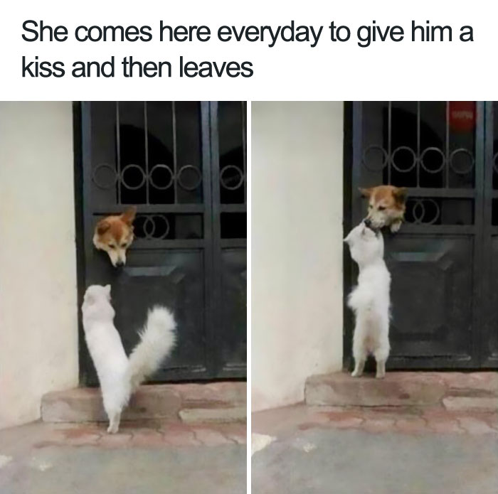 Happy animal meme of a dog and cat sharing a sweet moment through a fence, cat reaching up to kiss the dog.