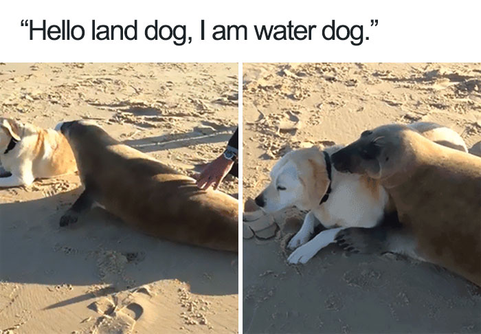 Happy animal meme featuring a seal and a dog on a beach, with seal playfully interacting with the dog.
