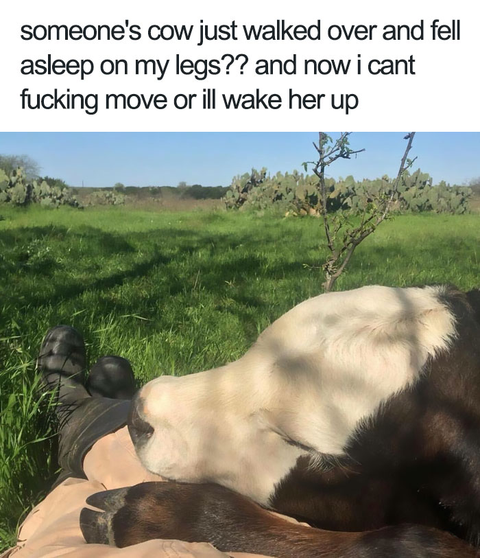 Cow peacefully napping on a person's legs in a sunny field, representing happy animal memes to bring a smile.
