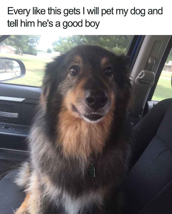 A happy dog sitting in a car seat with a caption about likes and petting, part of funny happy animal memes.