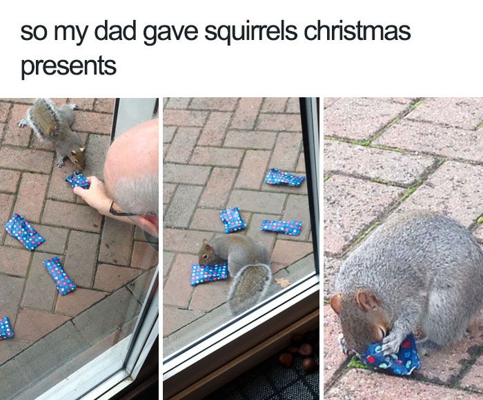 Happy animal meme showing a squirrel receiving tiny Christmas presents outside a window.