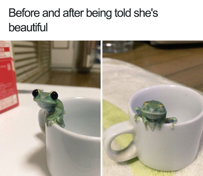 Happy animal meme: a frog in a cup looking surprised, then content after being complimented.