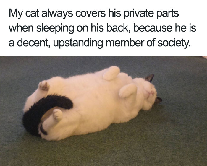 Happy animal meme with a cat lying on its back, paws covering its belly, exuding a sense of decency.