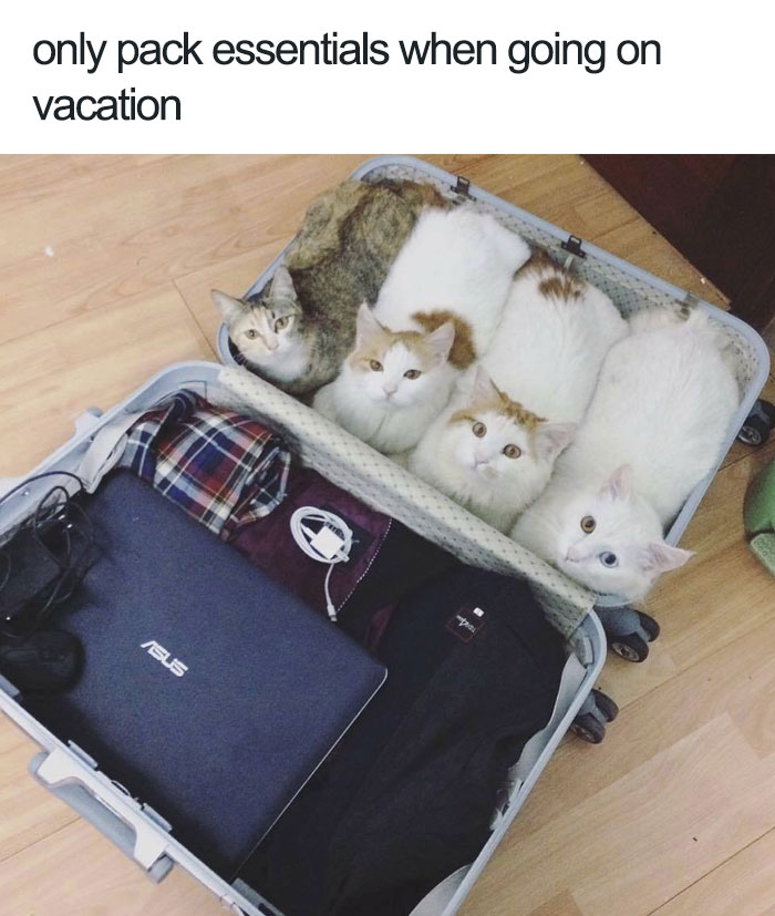 Cats snuggled in a suitcase among clothes and a laptop, with a caption about packing essentials for vacation. Happy animal memes.