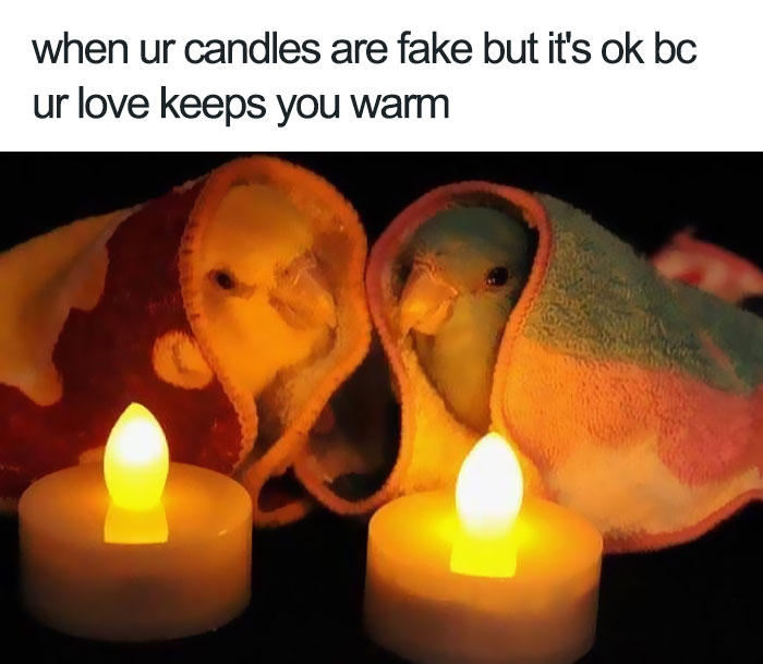 Happy animal meme featuring two birds wrapped in blankets next to fake candles, conveying warmth and love.