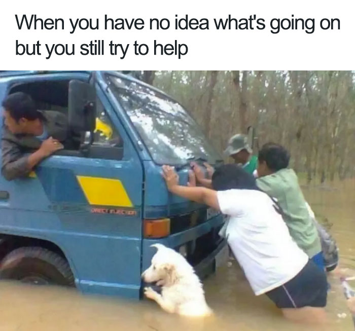 A happy animal meme of a dog helping people push a van in floodwater.