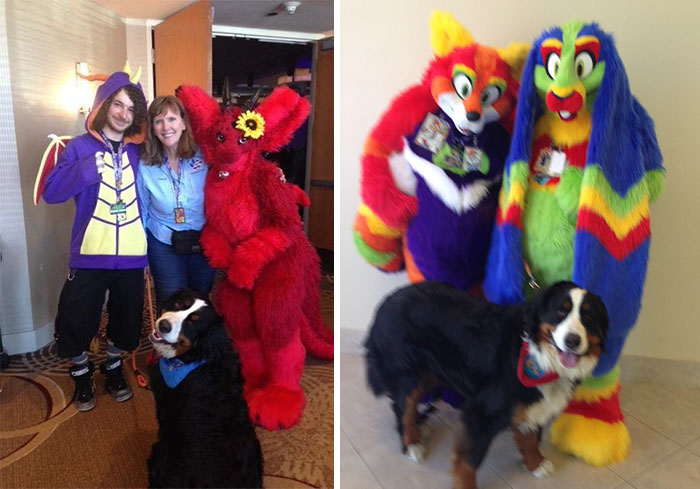 Woman Unaware That 'Furry Convention' Is Not For Pets, Takes Her Therapy Dog There And Becomes Famous Woman Unaware That 'Furry Convention' Is Not For Pets, Takes Her Therapy Dog There And Becomes Famous