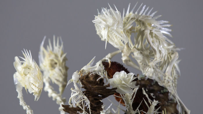 Intricate Mythically Inspired Creatures Constructed From Assorted Animal Bones