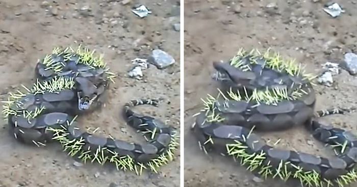 Snake Tries To Eat A Porcupine, Regrets It Immediately