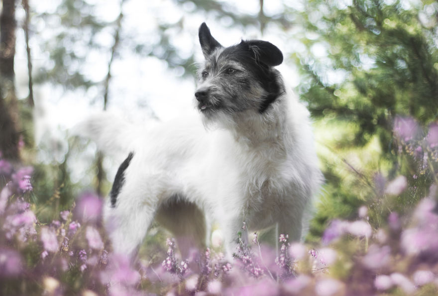 I Photographed Dogs Welcoming Spring