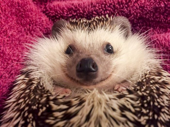 Meet Waldo, The Happiest Hedgehog Who Can't Stop Smiling