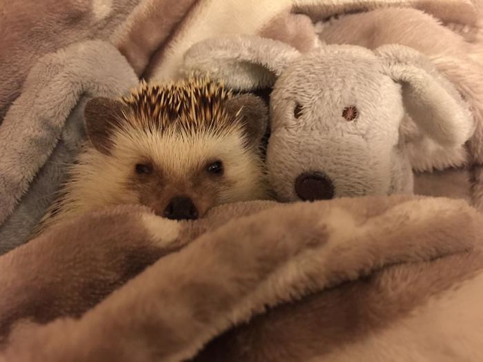 Meet Waldo, The Happiest Hedgehog Who Can't Stop Smiling Meet Waldo, The Happiest Hedgehog Who Can't Stop Smiling