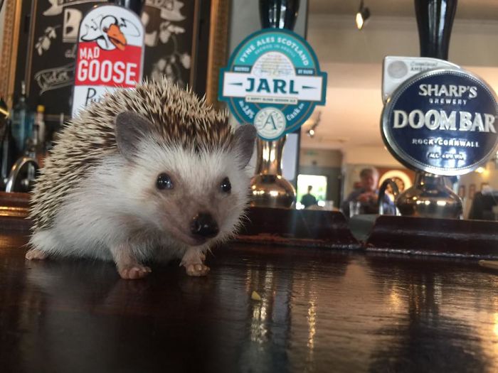 Meet Waldo, The Happiest Hedgehog Who Can't Stop Smiling