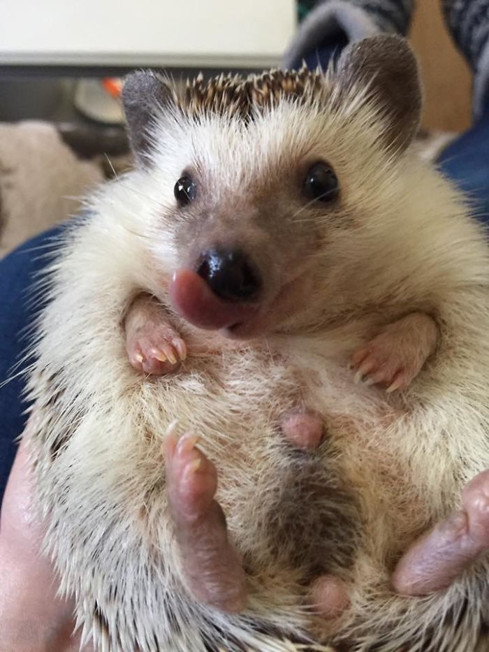 Meet Waldo, The Happiest Hedgehog Who Can't Stop Smiling Meet Waldo, The Happiest Hedgehog Who Can't Stop Smiling