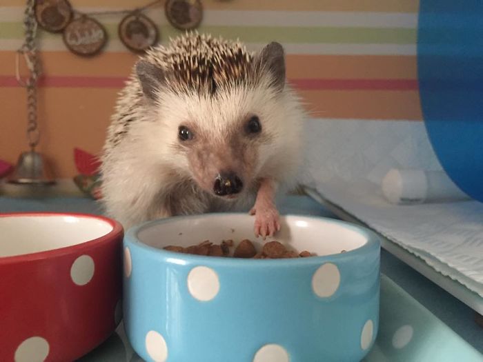 Meet Waldo, The Happiest Hedgehog Who Can't Stop Smiling