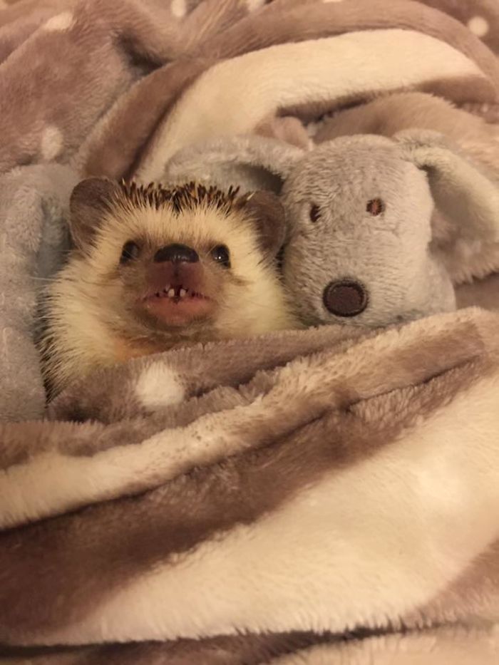 Meet Waldo, The Happiest Hedgehog Who Can't Stop Smiling Meet Waldo, The Happiest Hedgehog Who Can't Stop Smiling