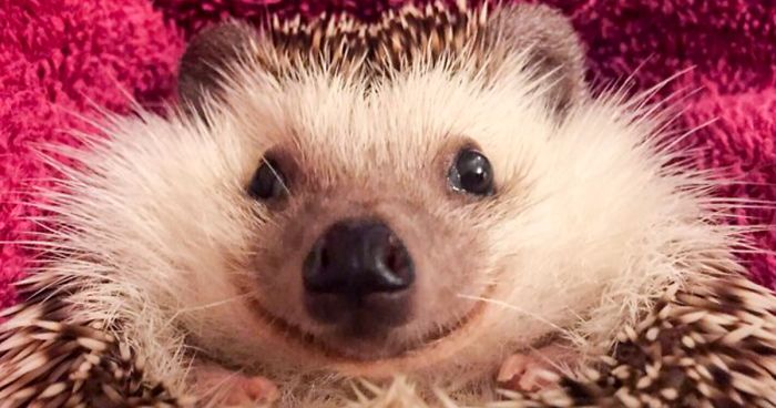 Meet Waldo, The Happiest Hedgehog Who Can’t Stop Smiling