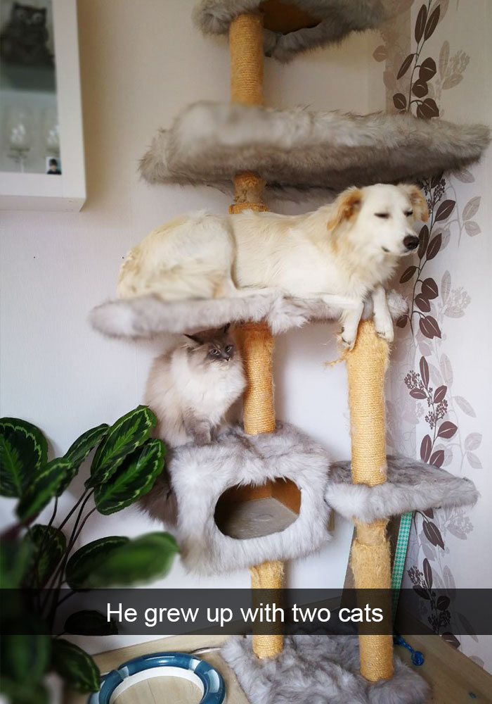 Hilarious Dog Snapchats