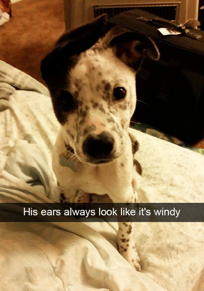 Hilarious Dog Snapchats