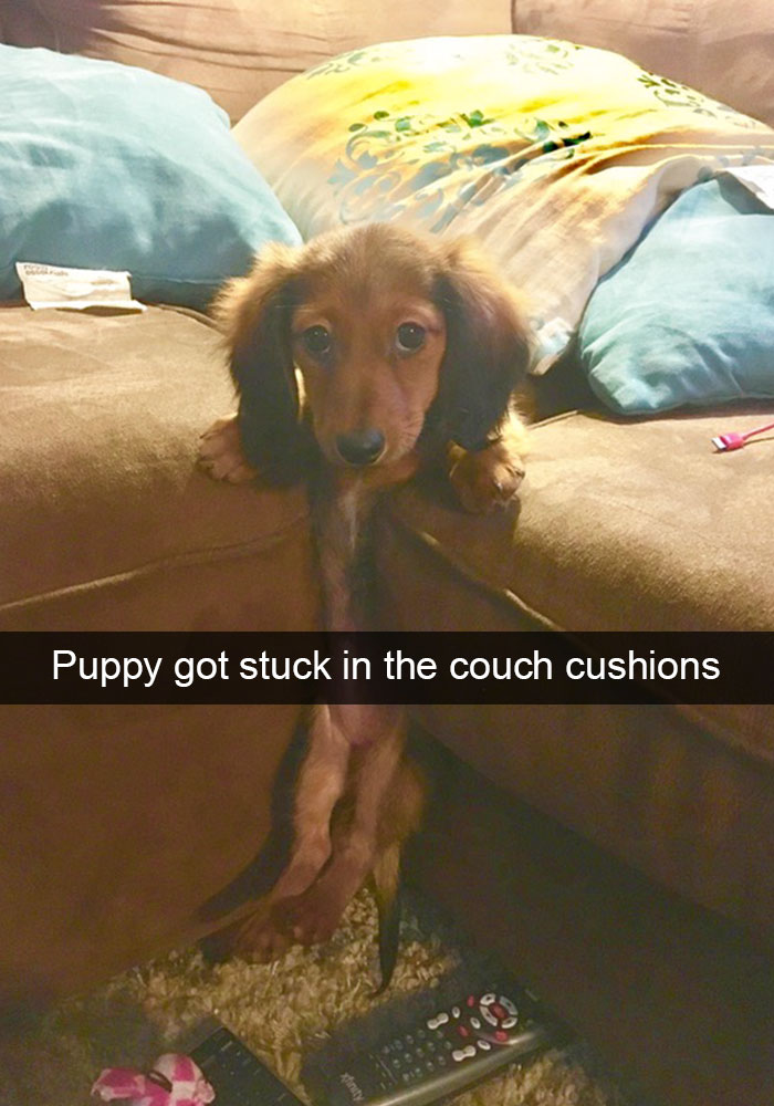 Hilarious Dog Snapchats