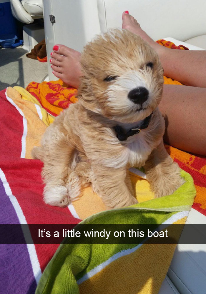 Hilarious Dog Snapchats