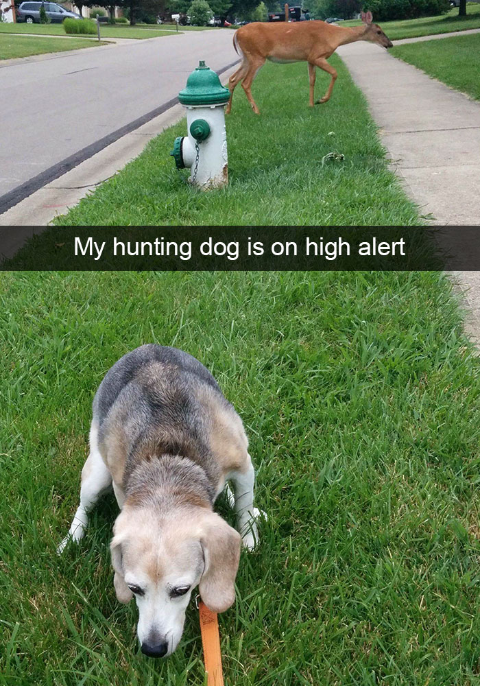 Hilarious Dog Snapchats