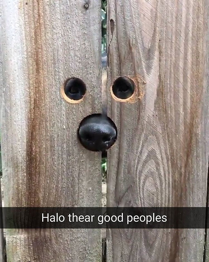 Hilarious Dog Snapchats