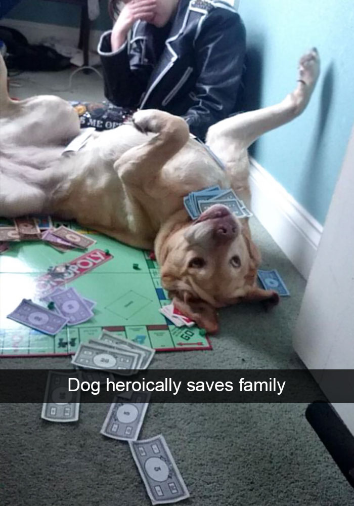 Hilarious Dog Snapchats