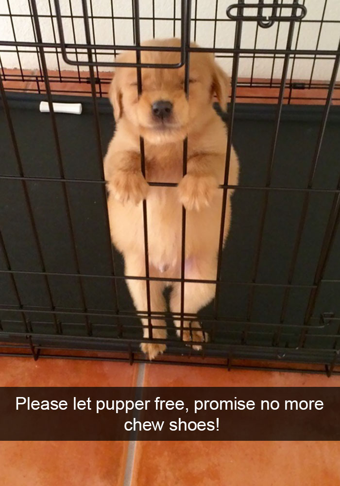 Hilarious Dog Snapchats
