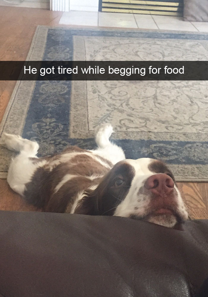 Hilarious Dog Snapchats