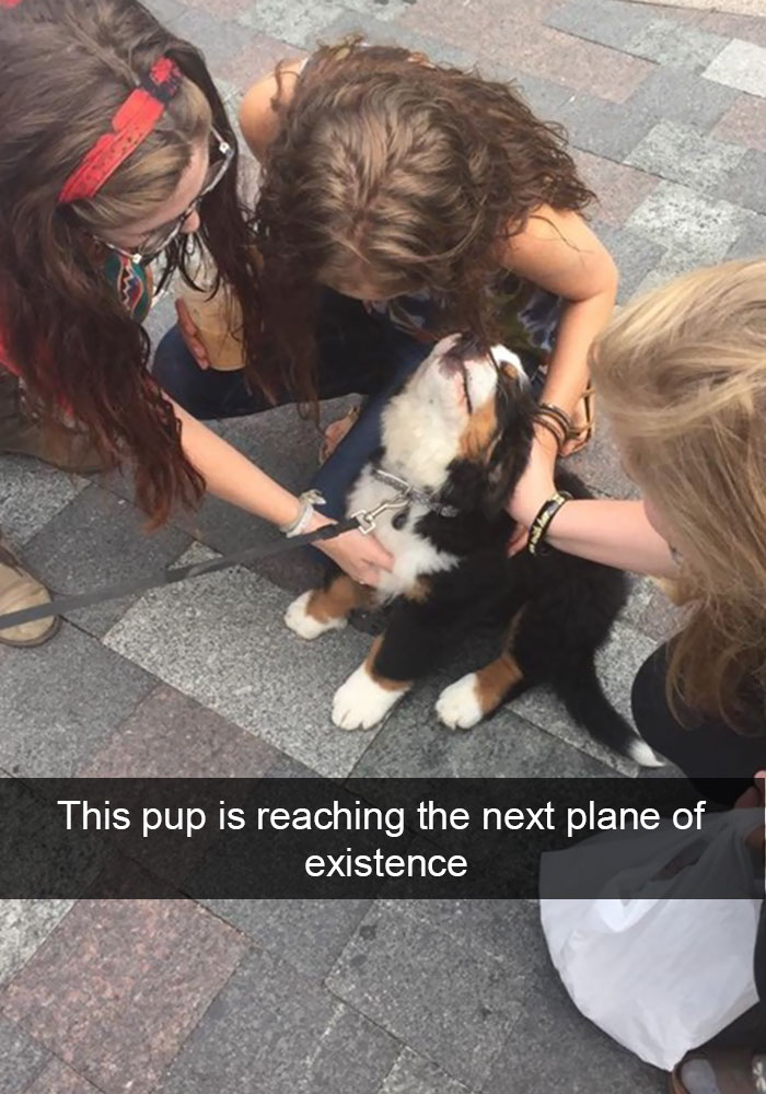 Hilarious Dog Snapchats