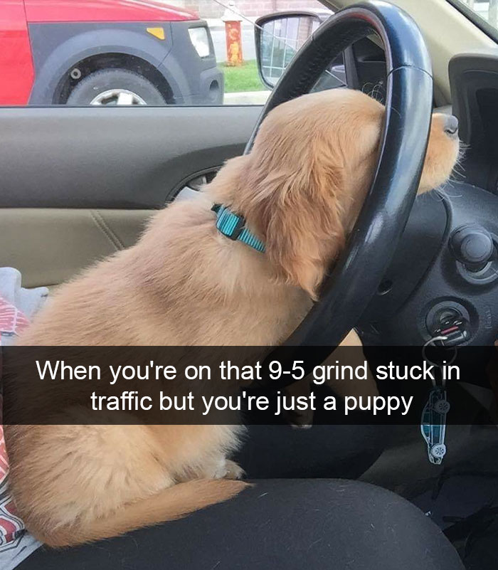 Hilarious Dog Snapchats