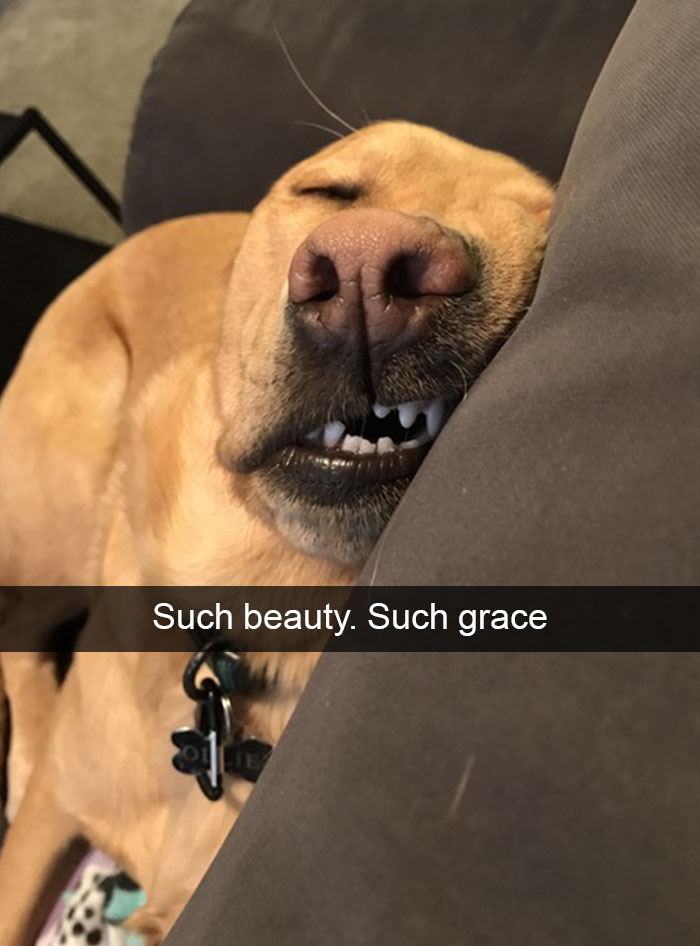 Hilarious Dog Snapchats