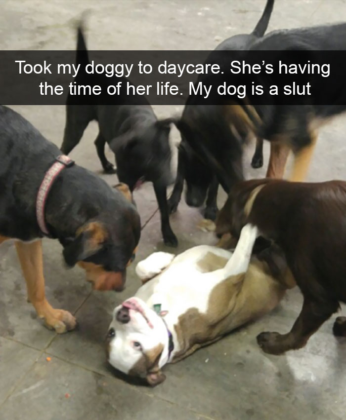 Hilarious Dog Snapchats