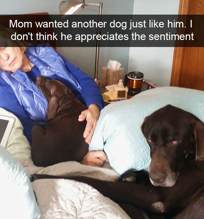 Hilarious Dog Snapchats