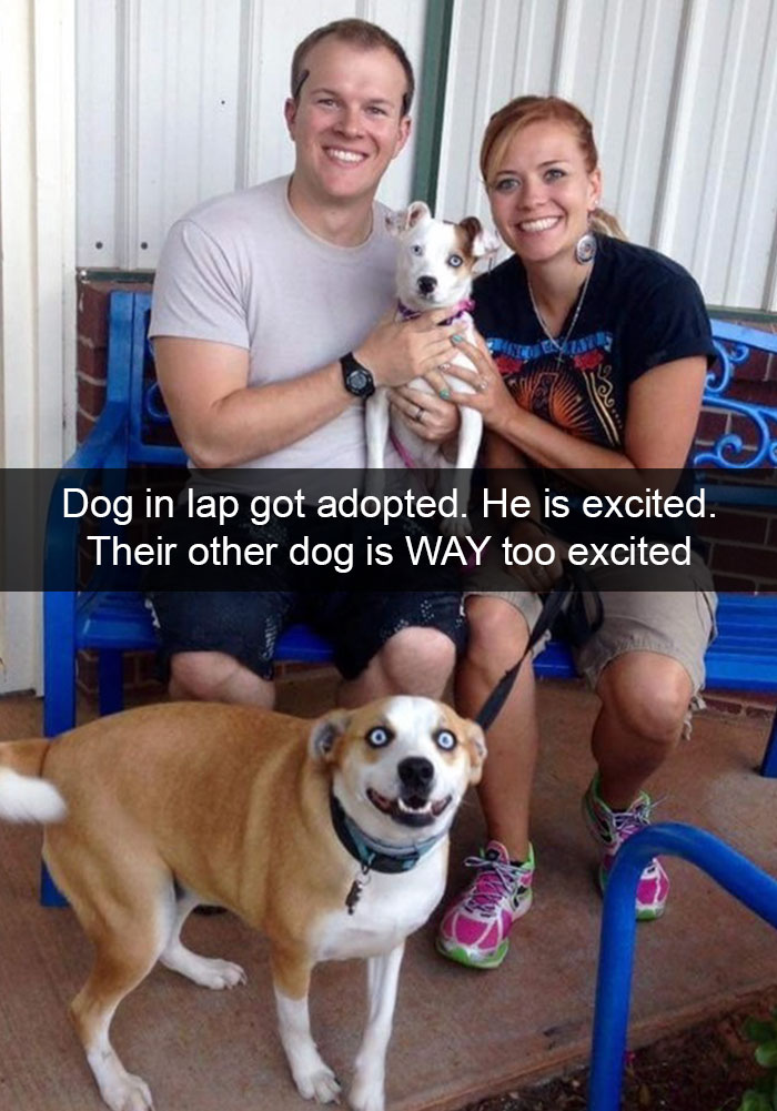 Hilarious Dog Snapchats
