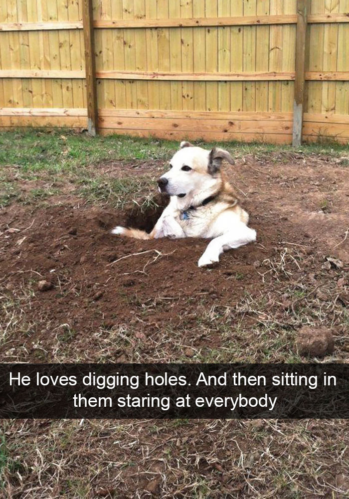 Hilarious Dog Snapchats