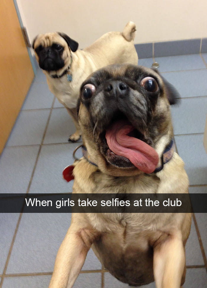 Hilarious Dog Snapchats