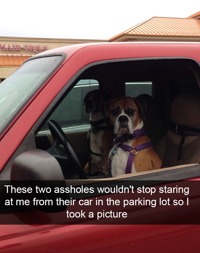 Hilarious Dog Snapchats