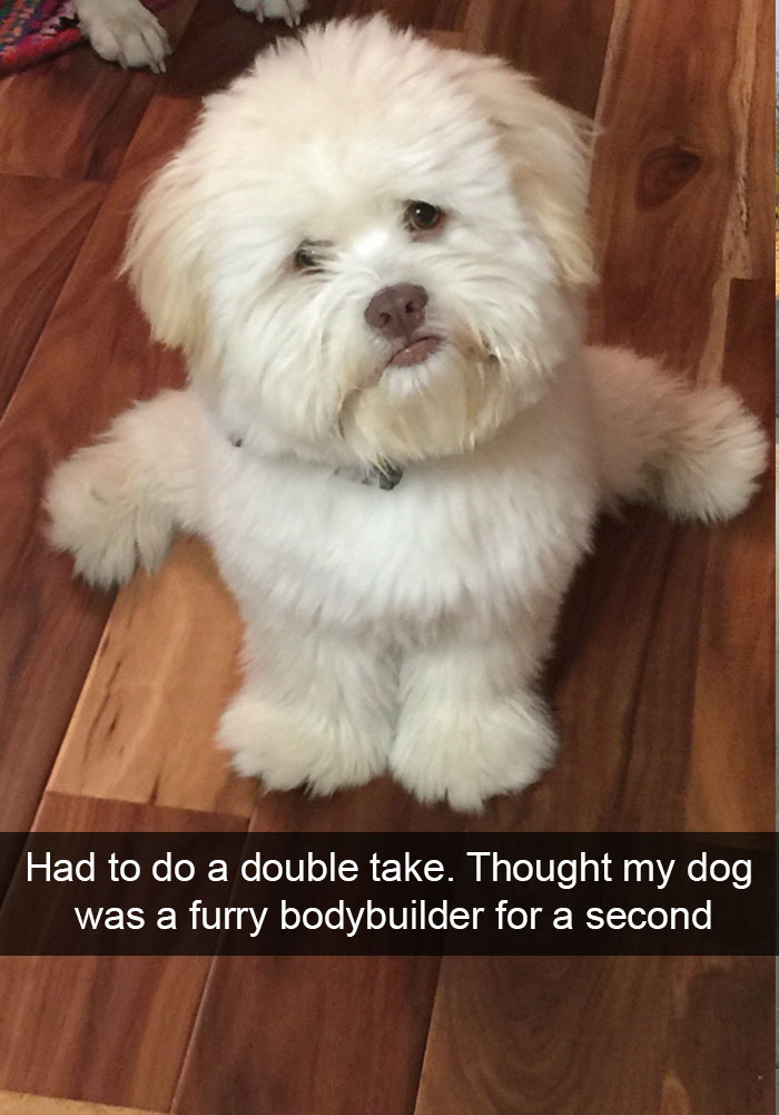 Hilarious Dog Snapchats